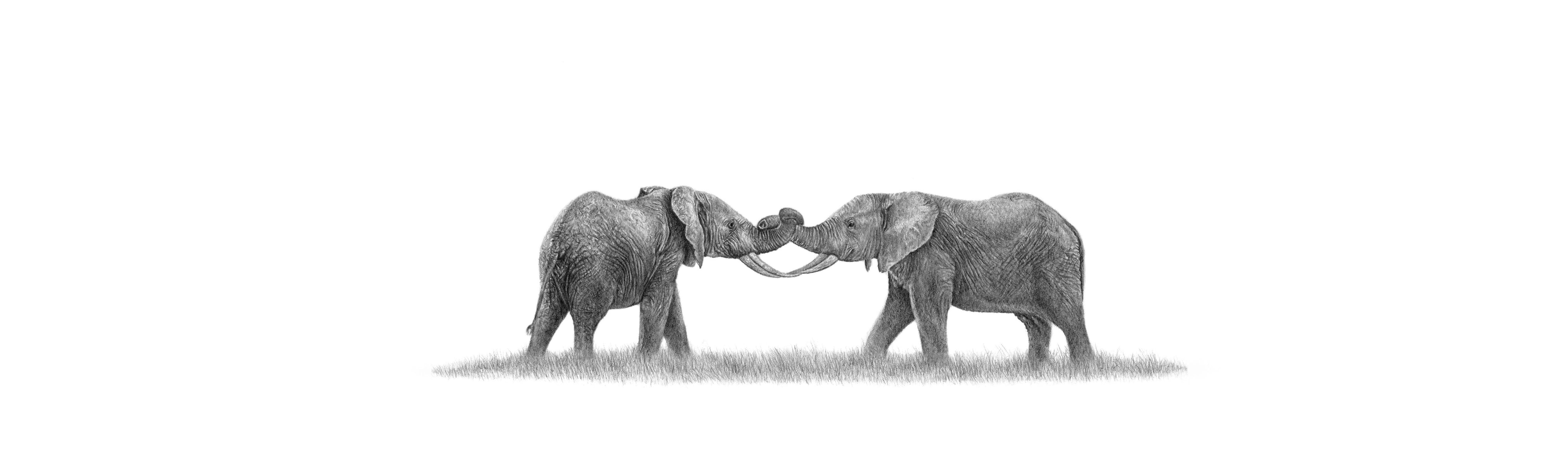 Elephants Playing Panorama