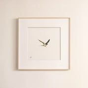 Barn Swallow - The Original