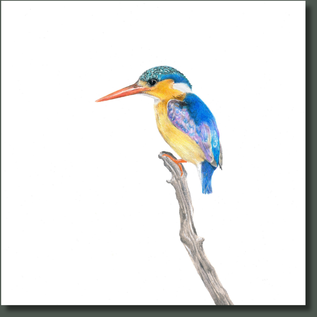 Malachite Kingfisher bird art