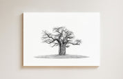 African Baobab Tree drawing on canvas by South African wildlife artist Matthew Bell