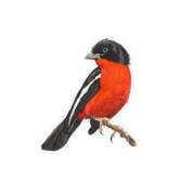 Crimson Breasted Shrike Magnet - CBS