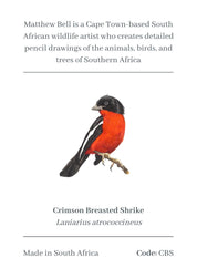 Crimson Breasted Shrike Magnet - CBS