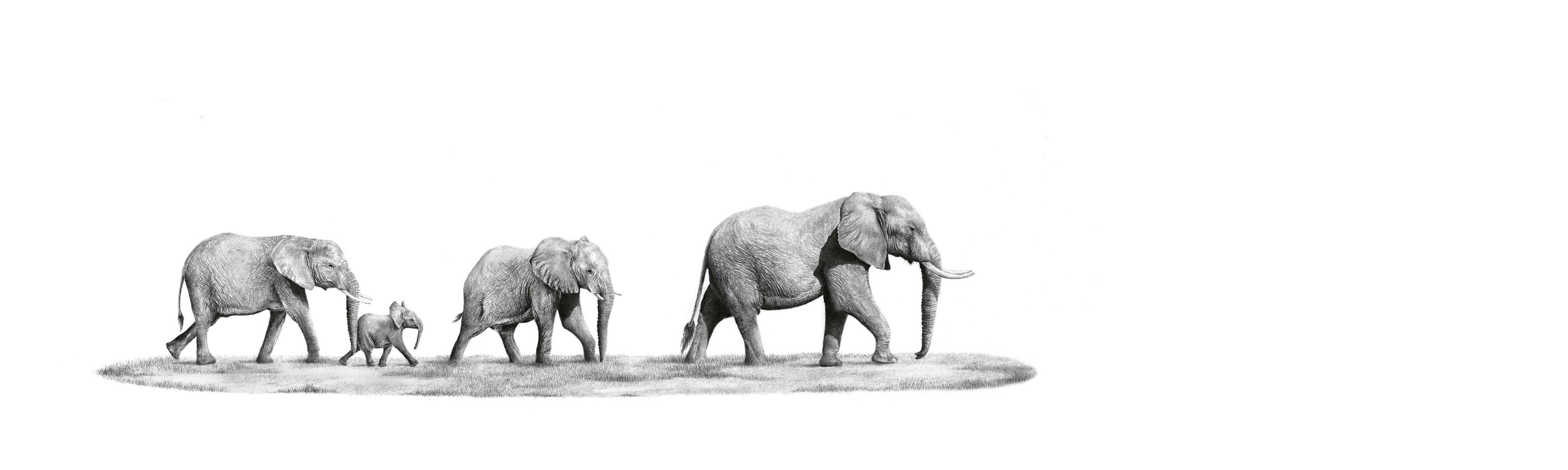 Elephant Family Panorama