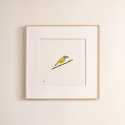 Grey Headed Bush Shrike - The Original