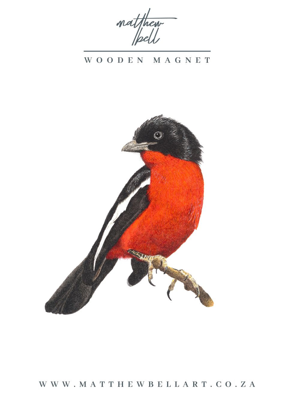 Crimson Breasted Shrike Magnet - CBS