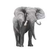 Elephant Magnet - E16