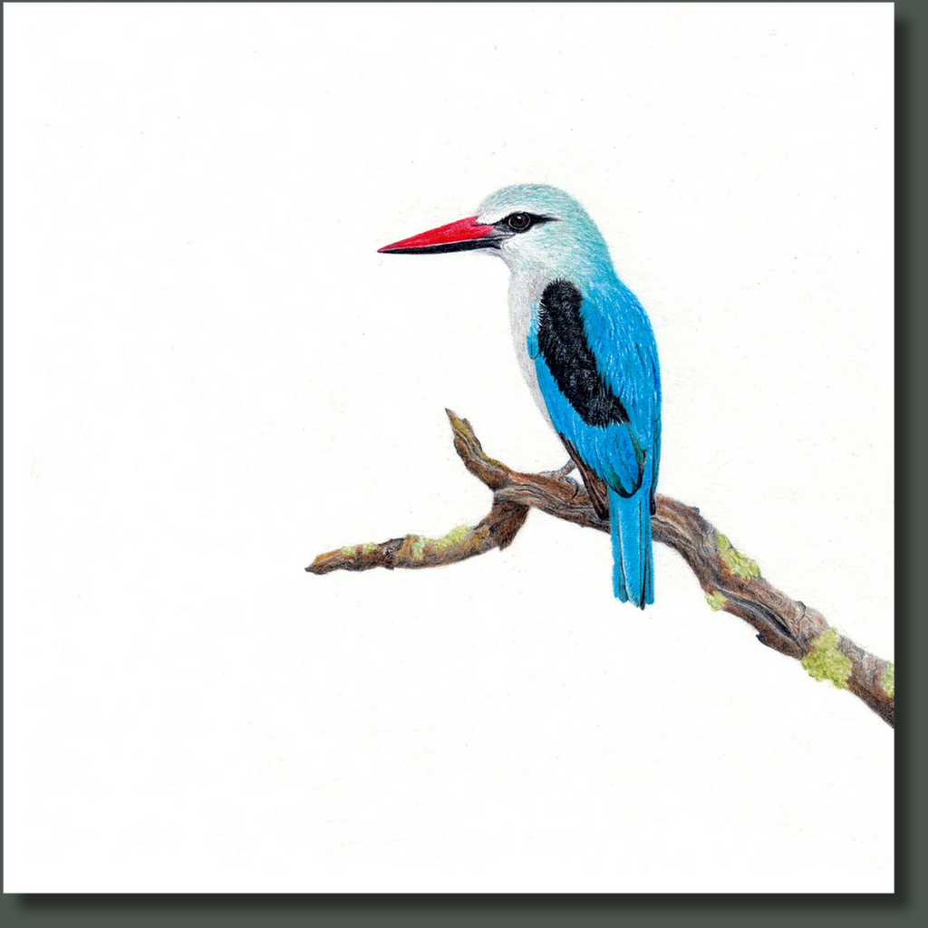 Woodland Kingfisher African wildlife bird art
