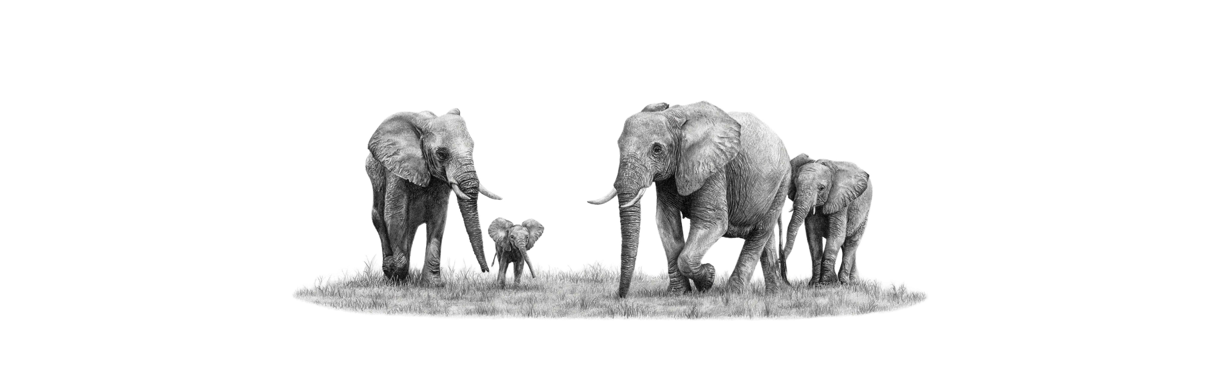 Elephant Family Panorama