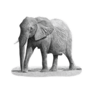 Elephant Magnet - E15