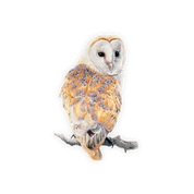 Barn Owl Magnet - BO