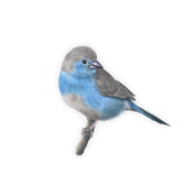 Blue Waxbill Magnet - BWX
