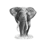 Elephant Magnet - EH