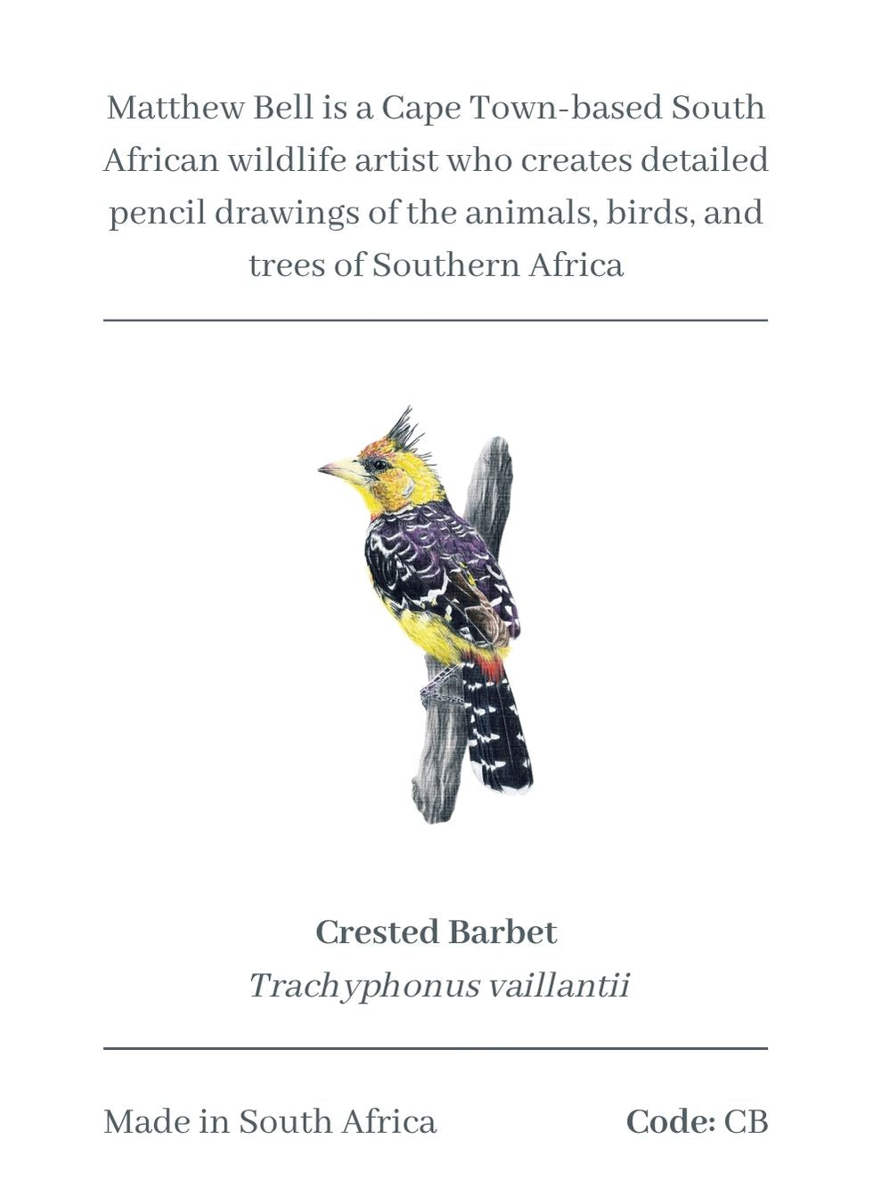 Crested Barbet Magnet - CB