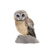 African Wood Owl Magnet - AWO