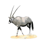 Gemsbok Magnet - GBK2