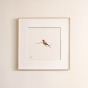 Violet Eared Waxbill - The Original