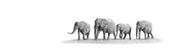 Elephant Family Panorama