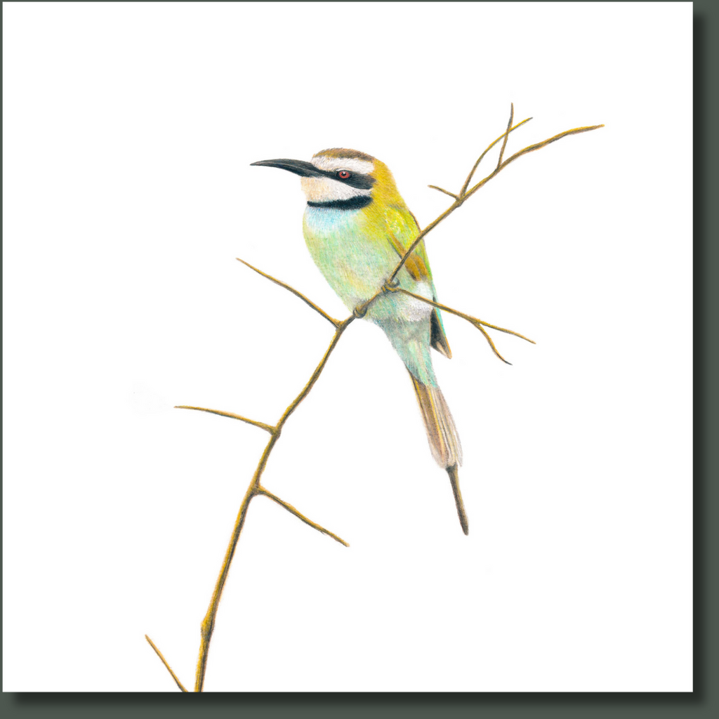 White Throated Bee Eater bird of the Kruger National Park