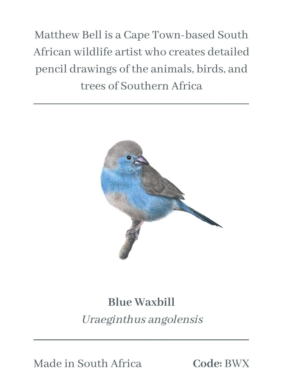 Blue Waxbill Magnet - BWX