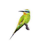 Blue Cheeked Bee Eaters Magnet - BCBE