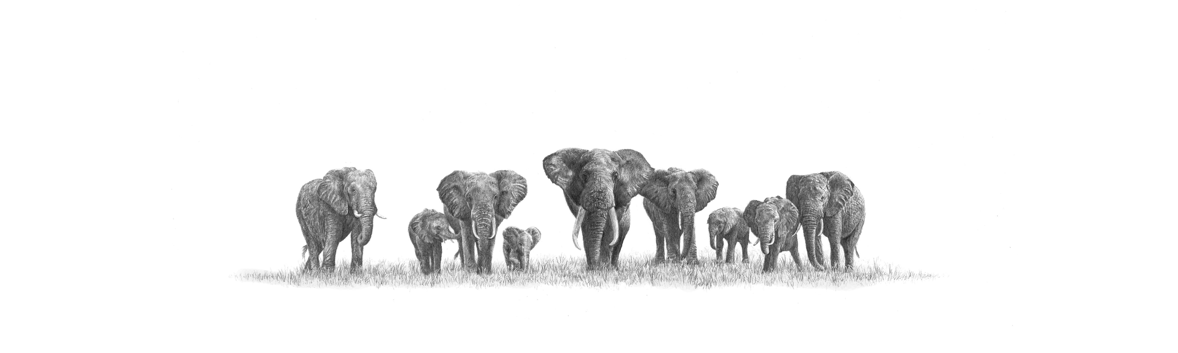 Elephant Herd Panorama