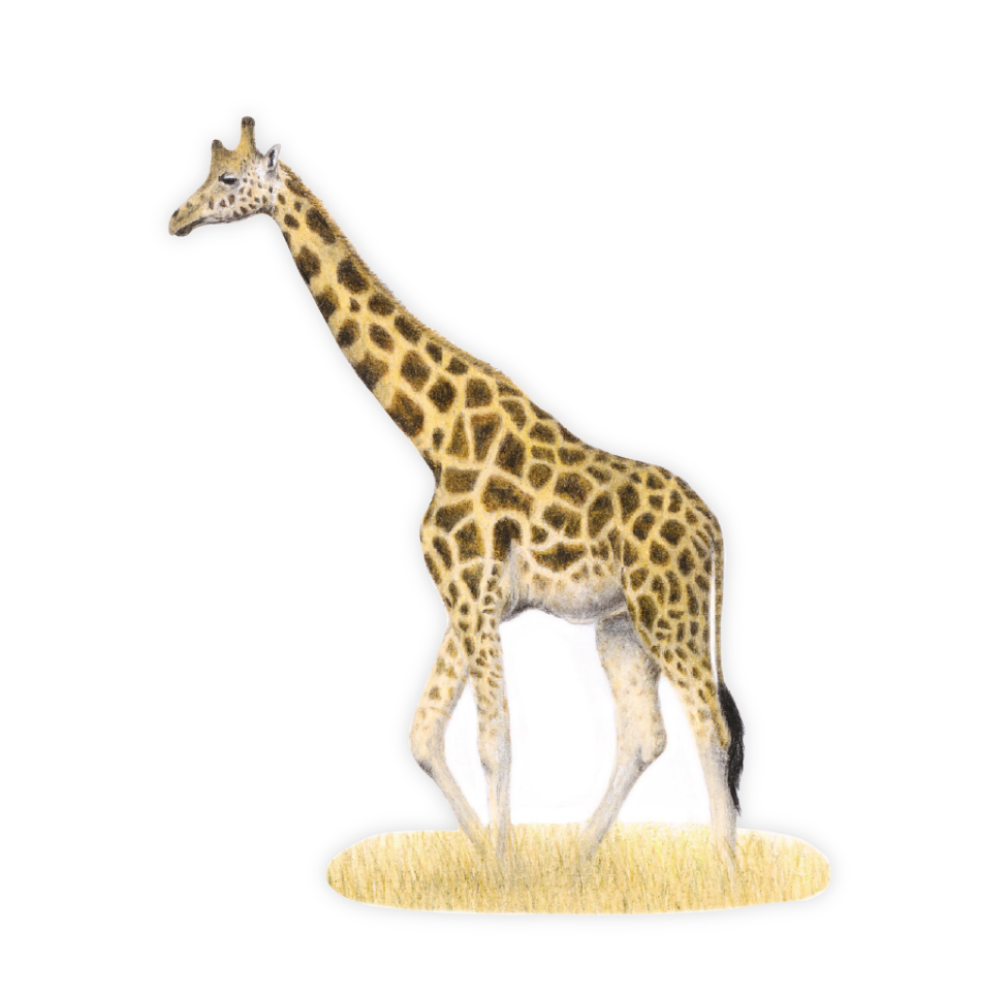 18_c36eb95e-523f-454b-be95-127ce20971da.png