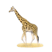 Giraffe Magnet - GRF2
