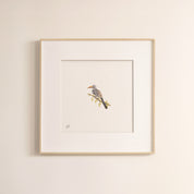 Red Billed Hornbill - The Original