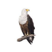 African Fish Eagle Magnet - AFE