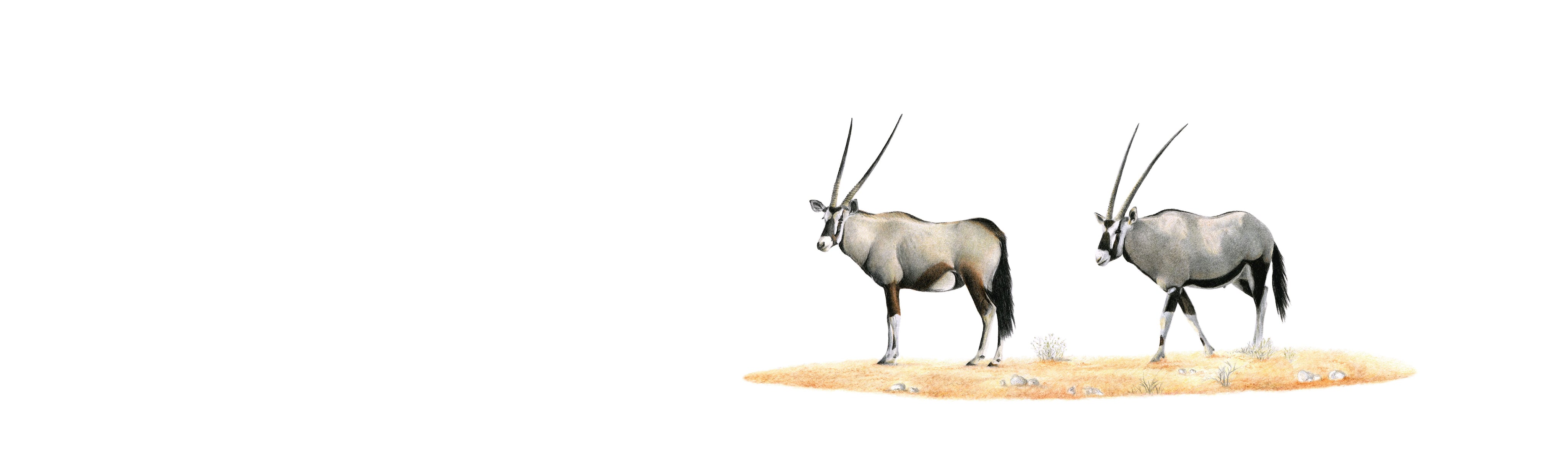 Gemsbok Panorama