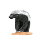 Honey Badger Magnet - HB