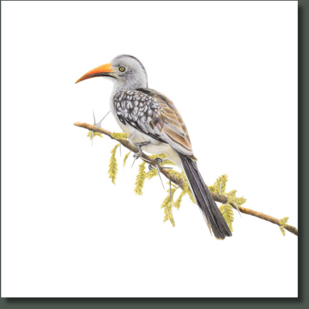 Red Billed Hornbill bird artwork printed on high quality cotton canvas by wildlife artist Matthew Bell