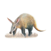 Aardvark Magnet - AV1