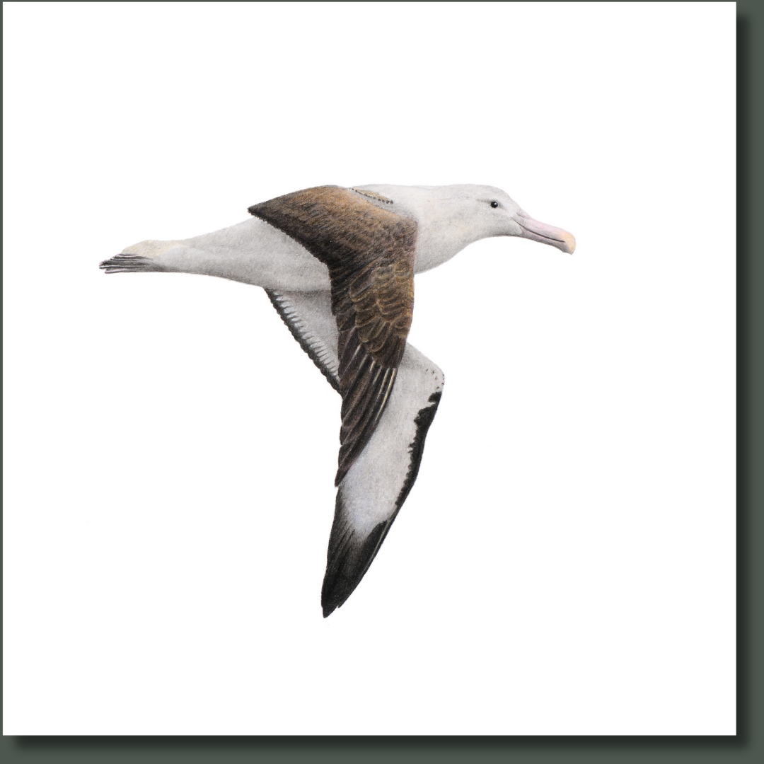 Northern Royal Albatross art