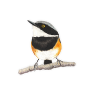 Cape Batis Magnet - CBT