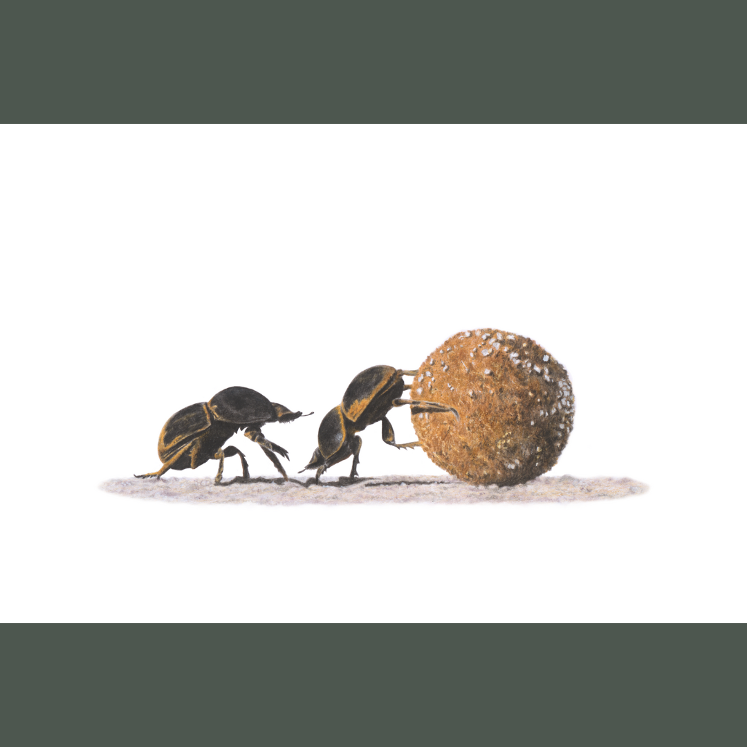 Two dung beetles rolling a ball of dung in the Sabi Sands game reserve in South Africa artwork by Matthew Bell