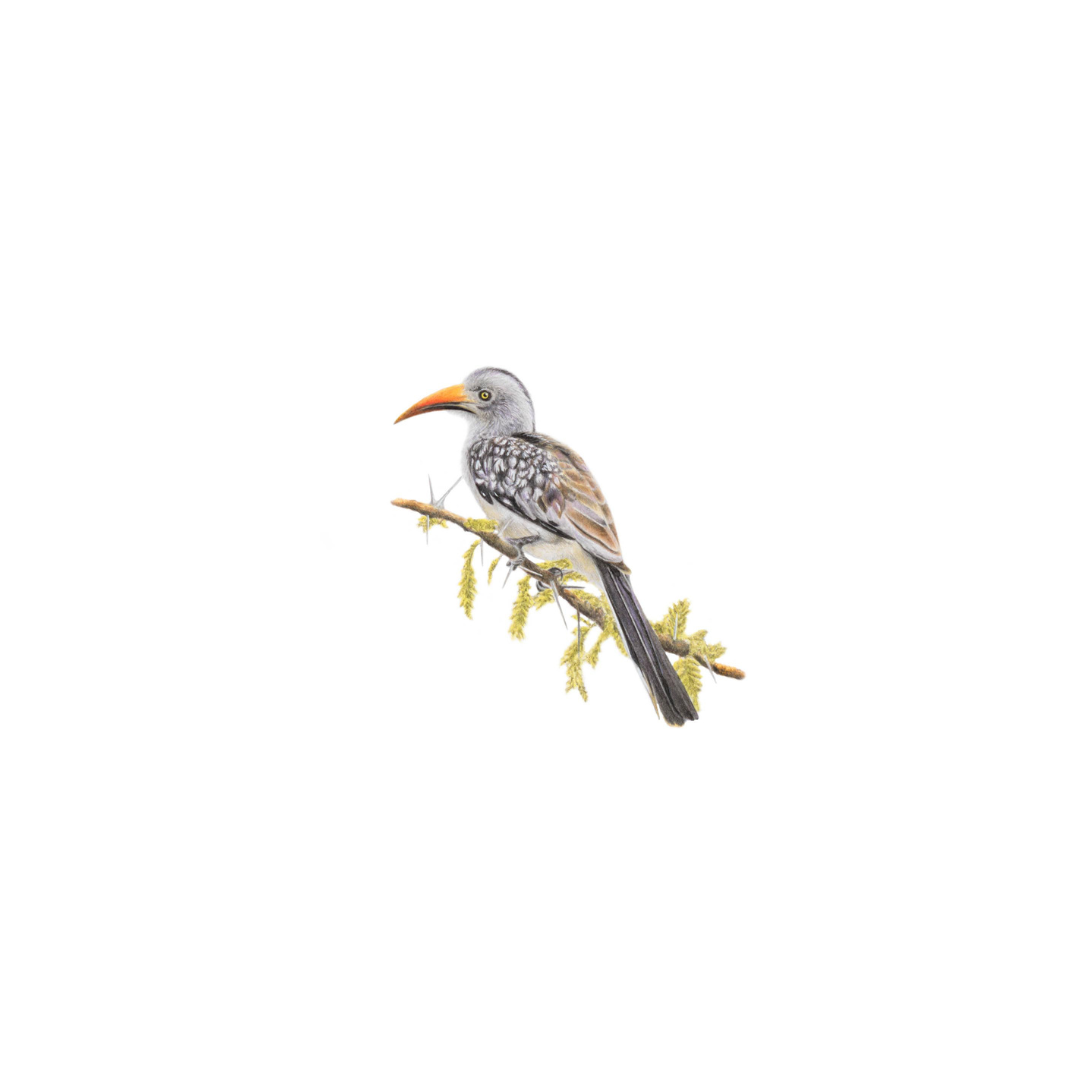 Original South African bird artwork of a Red Billed Hornbill in the Kruger National Park bushveld