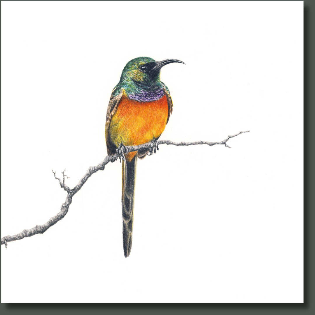 Orange Breasted Sunbird original African wildlife art