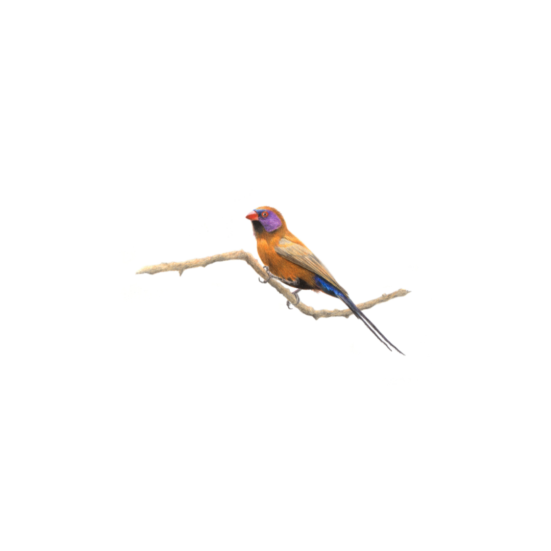 Violet Eared Waxbill - The Original