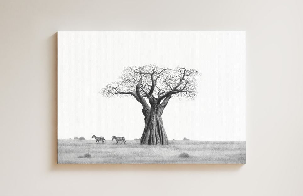 African Baobab Tree and Zebra drawing on canvas by South African wildlife artist Matthew Bell