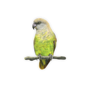 Brown Headed Parrot Magnet - BHP
