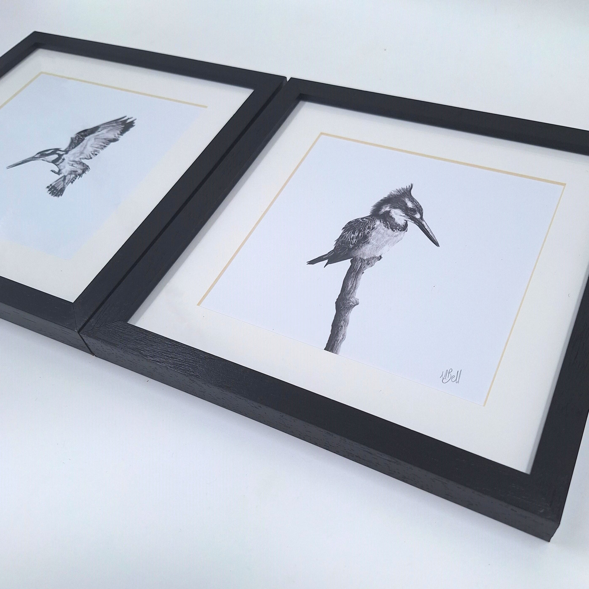 2 Pied Kingfishers with Black Wood Frames