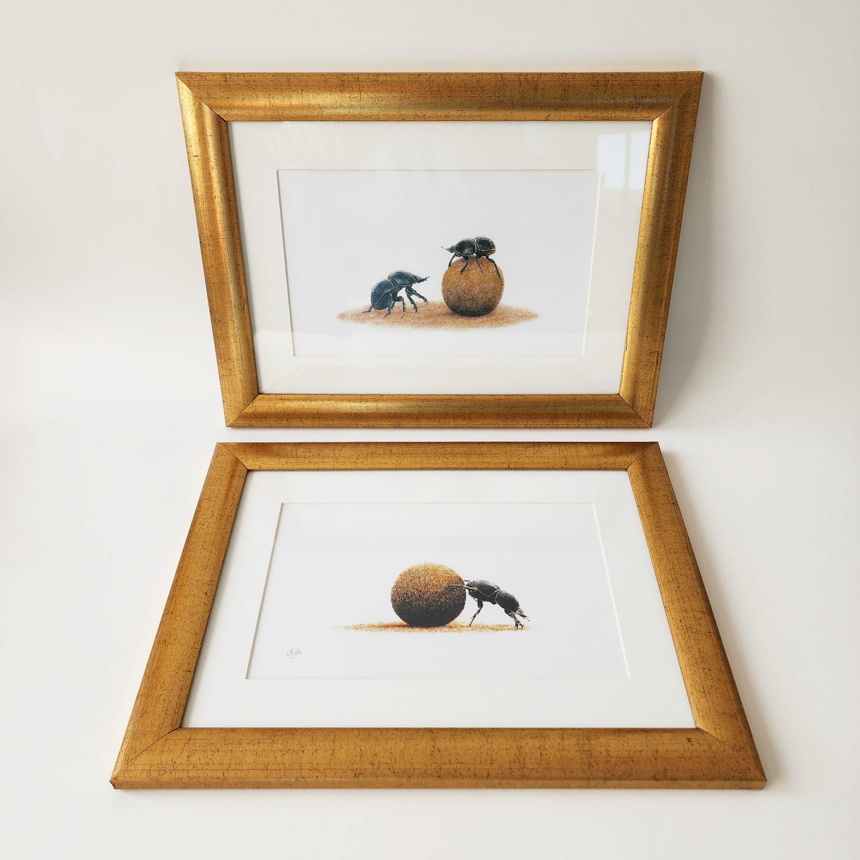 Dung beetle prints of the original pencil drawings by nature artist Matthew Bell, mounted and with a beautiful gold frame, ready to hang on the wall