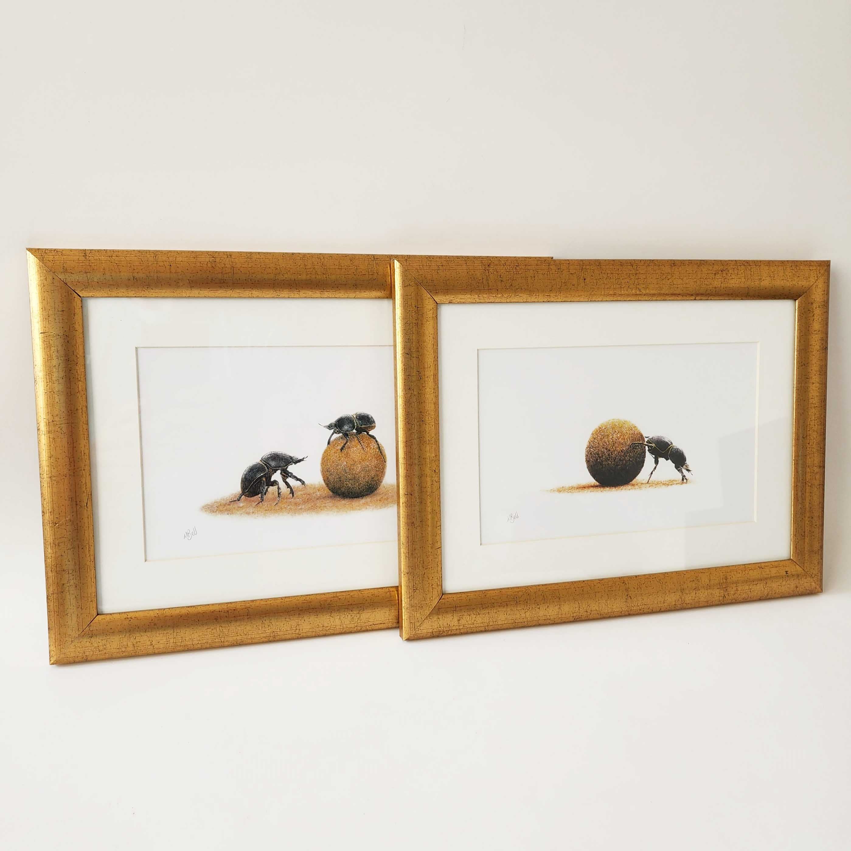 Dung beetle prints of the original pencil drawings by nature artist Matthew Bell, mounted and with a beautiful gold frame, ready to hang on the wall