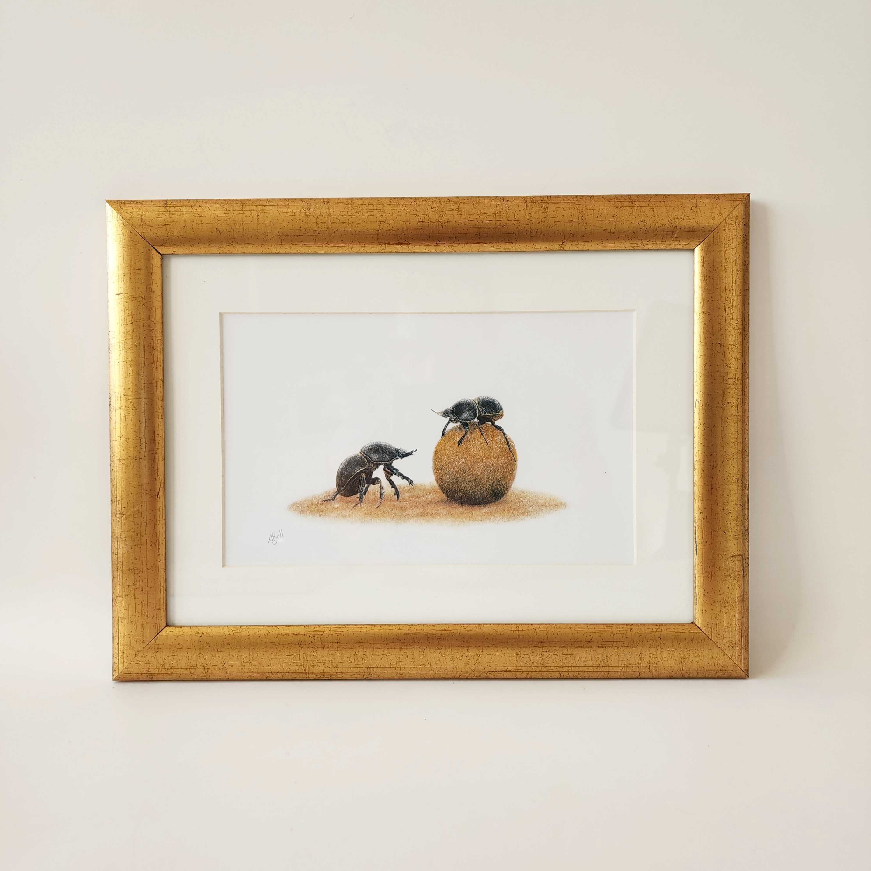 Dung beetle prints of the original pencil drawings by nature artist Matthew Bell, mounted and with a beautiful gold frame, ready to hang on the wall