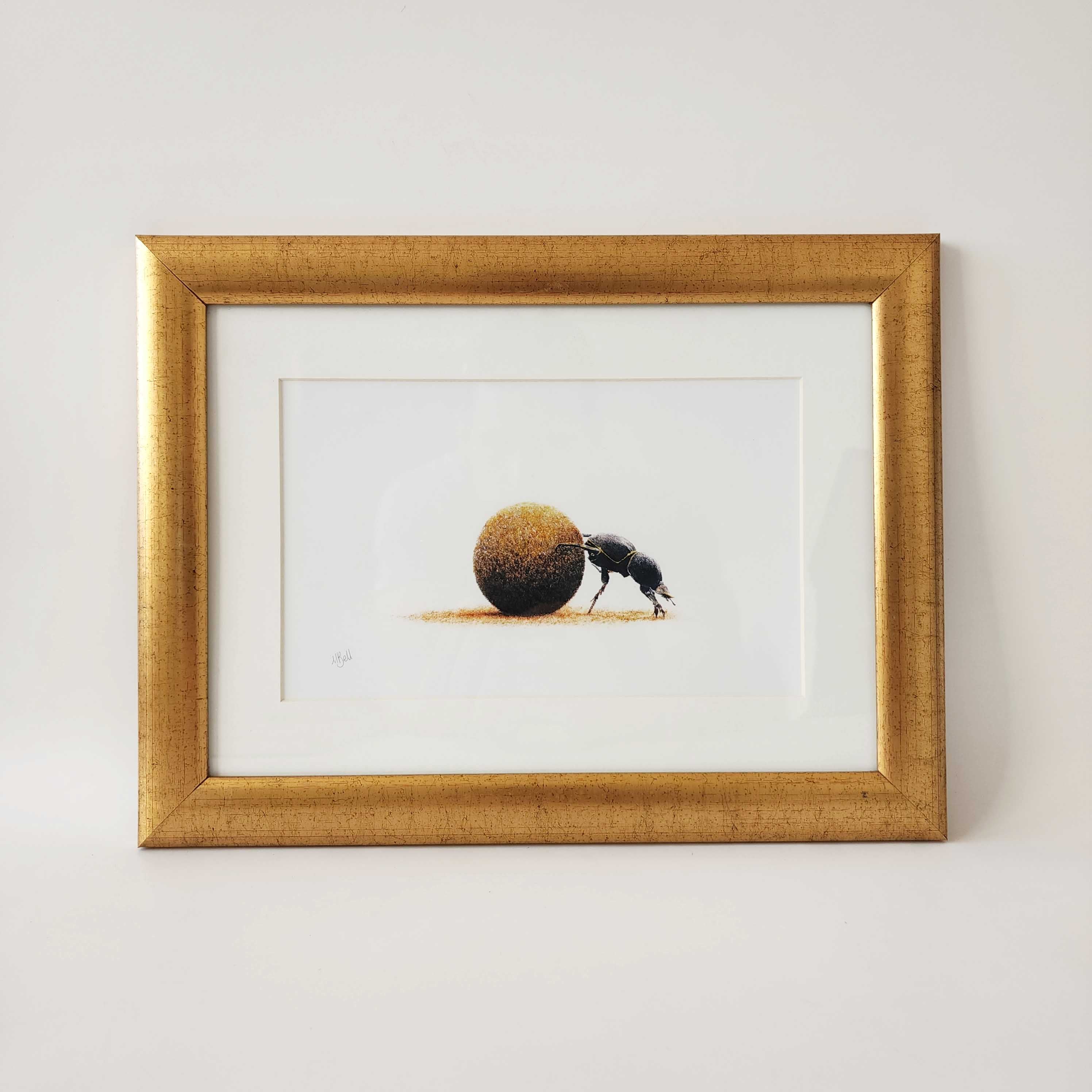 Dung beetle prints of the original pencil drawings by nature artist Matthew Bell, mounted and with a beautiful gold frame, ready to hang on the wall