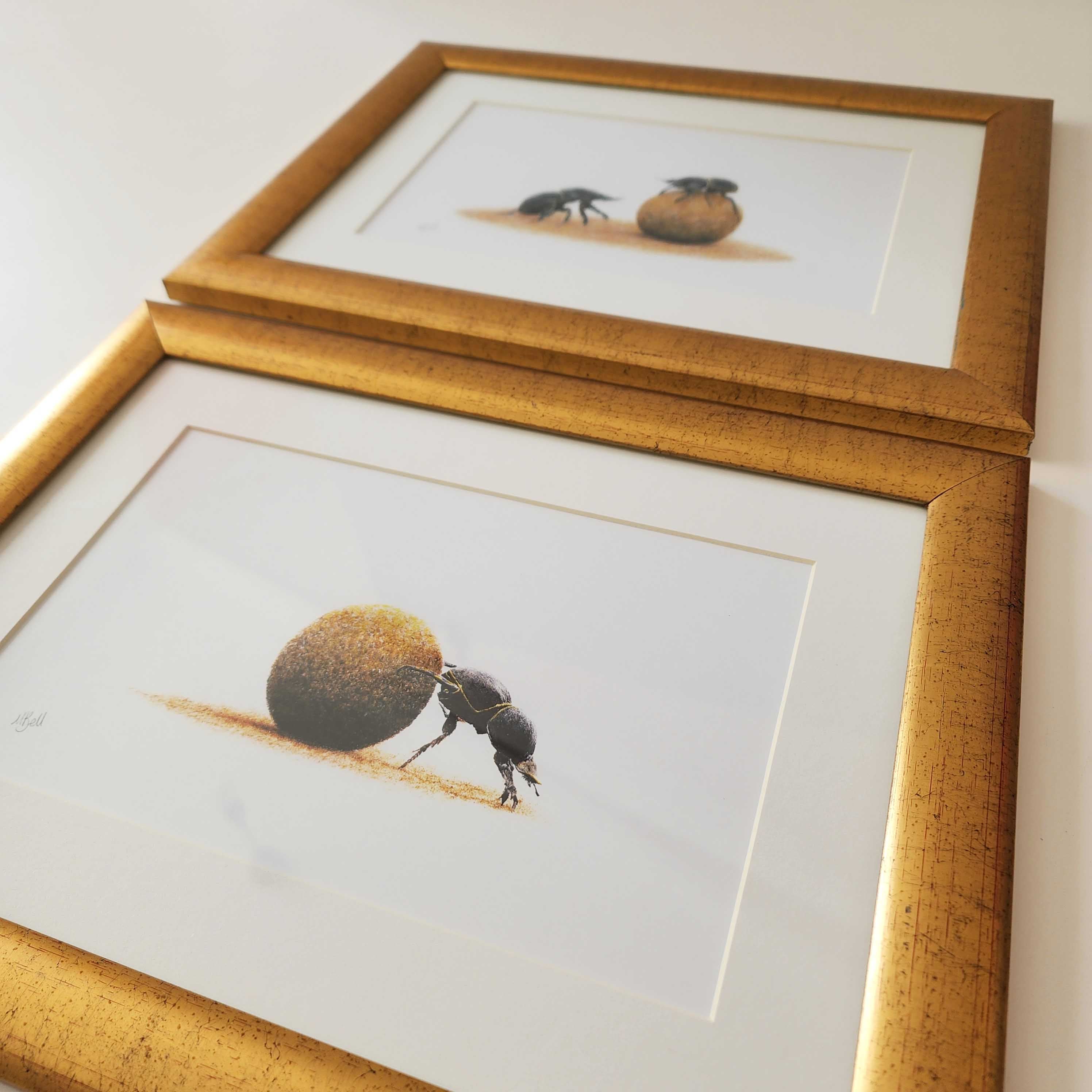 Dung beetle prints of the original pencil drawings by nature artist Matthew Bell, mounted and with a beautiful gold frame, ready to hang on the wall