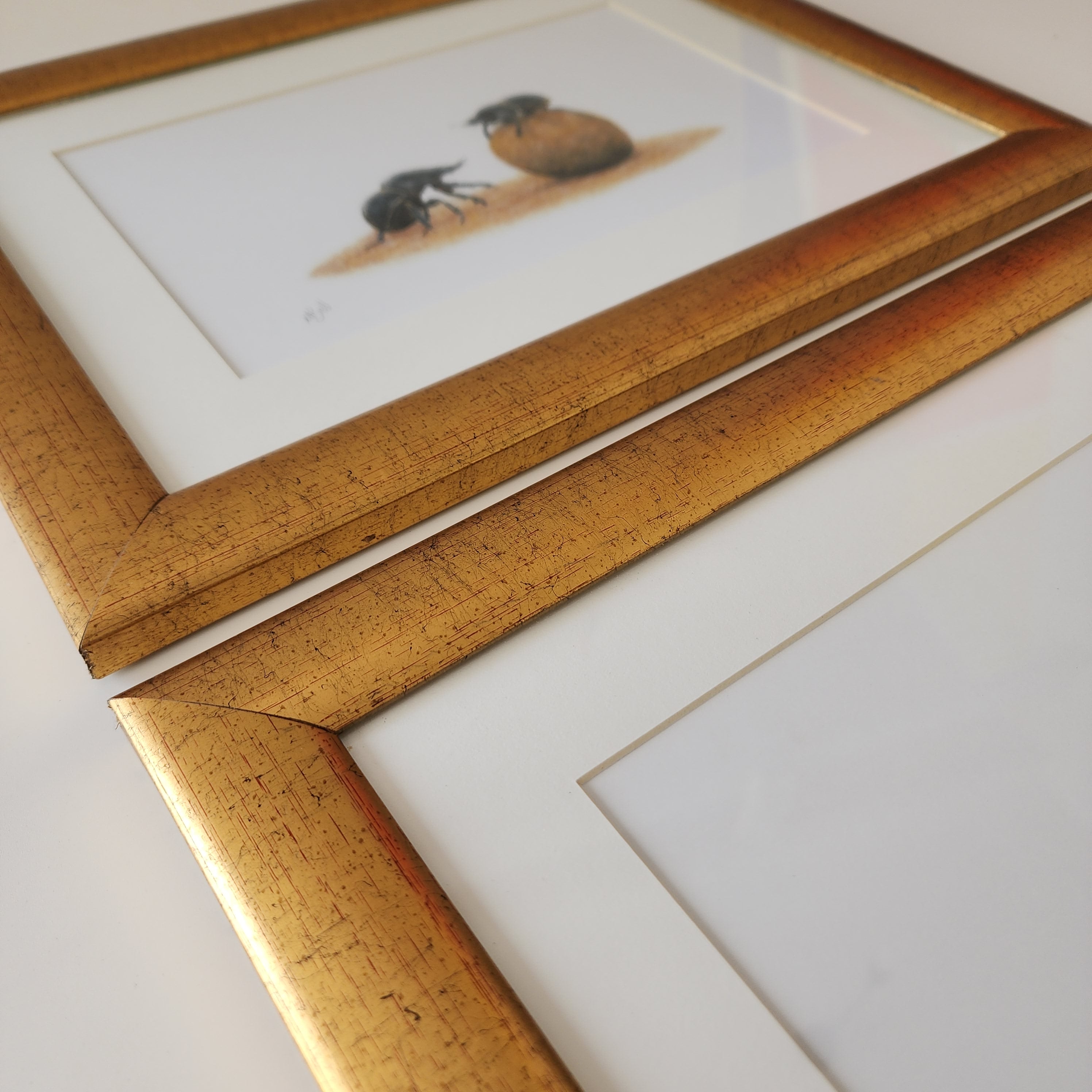 Dung beetle prints of the original pencil drawings by nature artist Matthew Bell, mounted and with a beautiful gold frame, ready to hang on the wall