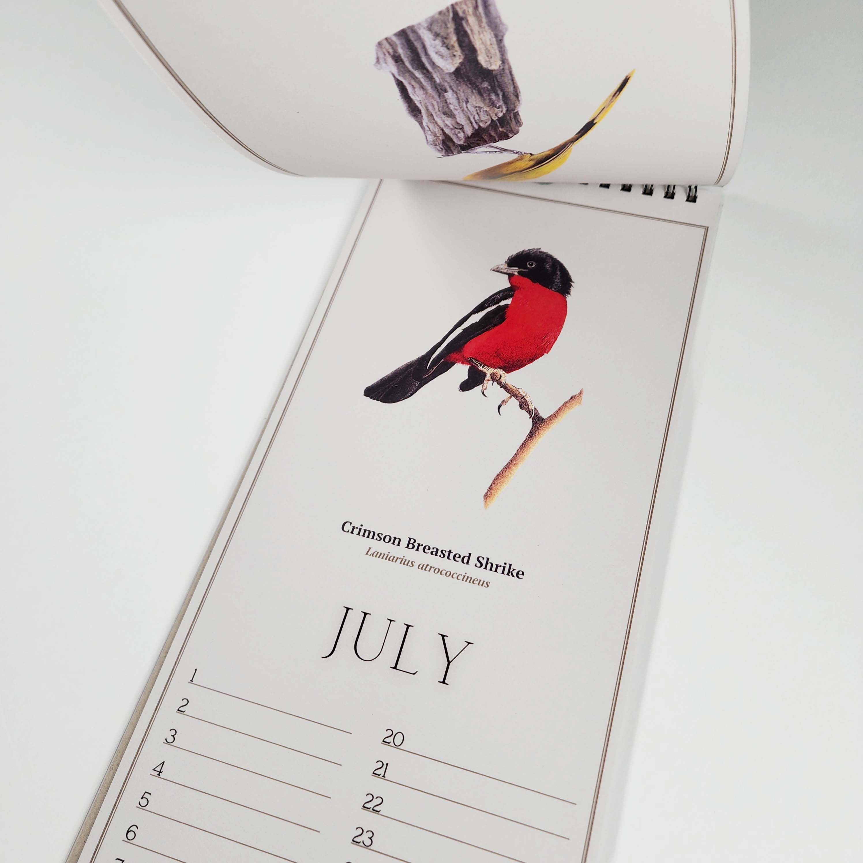 South African Birds art perpetual reusable birthday calendar by wildlife artist Matthew Bell