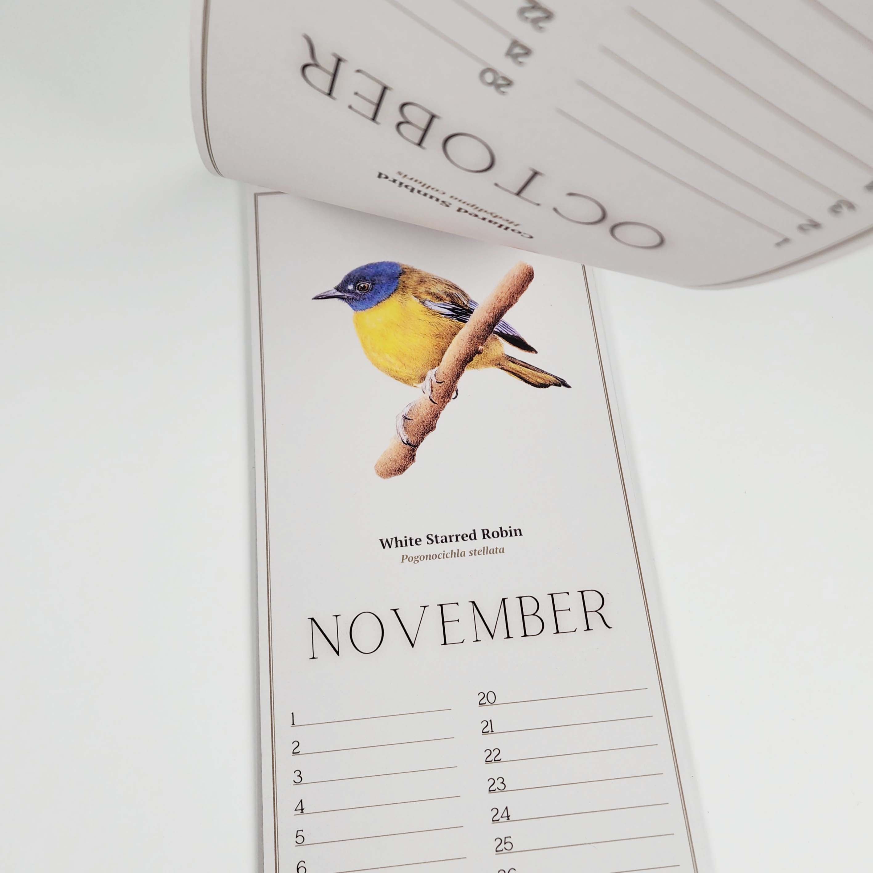 South African Birds art perpetual reusable birthday calendar by wildlife artist Matthew Bell